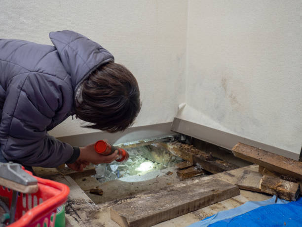 Trusted Port Richey, FL Mold Removal Experts